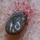 犬の皮膚に食いついたマダニ