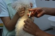 挿入は通常無麻酔です